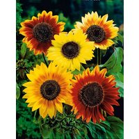 Sonnenblume Herbst Charm Blumensamen von IvanSeeds