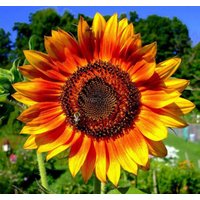 Sonnenblume Morgensonne Blumensamen von IvanSeeds