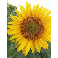 Sonnenblume Sonne Blumensamen von IvanSeeds