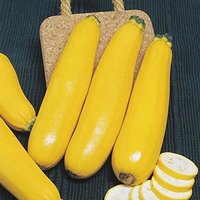 Squash Samen Svitozar von IvanSeeds