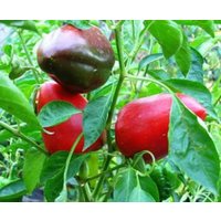 Paprika Veronica Samen von IvanSeeds