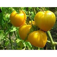 Tomatensamen Bull Heart Gold von IvanSeeds