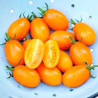 Tomatensamen De Barao Orange von IvanSeeds