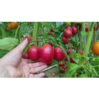 Tomatensamen De Barao Pink von IvanSeeds