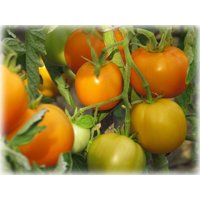 Tomatensamen Golden Queen Tomatensamen Golden Queen von IvanSeeds