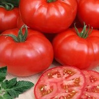 Tomatensamen Mikado Rot von IvanSeeds