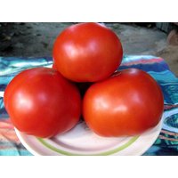 Tomatensamen Titanium von IvanSeeds
