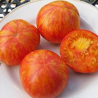 Tomatensamen Zebra Orange von IvanSeeds