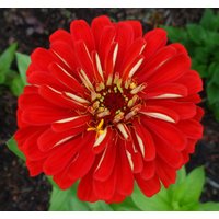 Zinya Flame Blumensamen von IvanSeeds