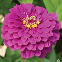 Zinya Lila Queen Blumensamen von IvanSeeds