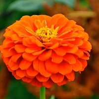 Zinya Orange King Blumensamen Zinya Orange King Blumensamen von IvanSeeds