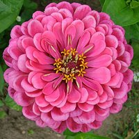 Zinya Pink Dream Blumensamen von IvanSeeds