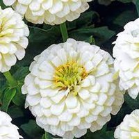 Zinya Weiße Blumensamen von IvanSeeds