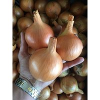 Zwiebelsamen Golden Über 100 Samen von IvanSeeds