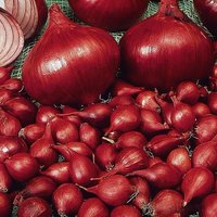 Zwiebelsamen Red Baron Ca. 100 Samen von IvanSeeds