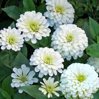 Zynia Low-Growth Weiße Blumensamen von IvanSeeds