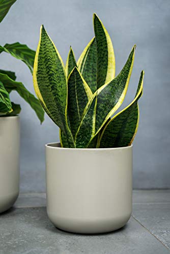 Ivyline Blumentopf, Keramik, grau, 24 cm von Ivyline