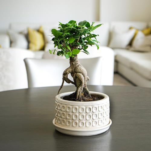 Ivyline Bonsai-Übertopf, rund, wasserdicht und langlebig, modern, hochwertig, glasiert, dekorativer Keramik-Blumentopf für den Innenbereich, 38,5 cm x 20 cm, cremefarben von Ivyline