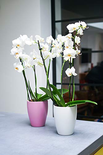 Ivyline Orchideentopf, 16 x 12,5 cm, Weiß von Ivyline