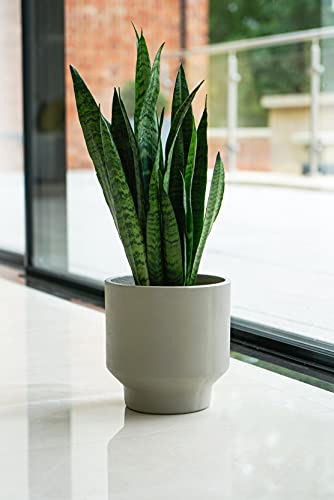 Ivyline Sapa Zement-Pflanzgefäß, matt, H 17 cm, T 17 cm Ivyline Sapa Zement-Pflanzgefäß, matt, H 17 cm, T 17 cm von Ivyline