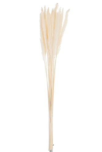 J-Line Trockenblumen - Bündel Rispen Fein Miscanthus Floridulus Getrocknete Creme von J-Line