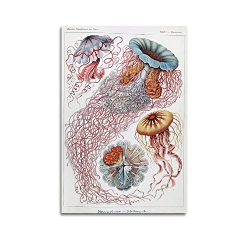 JAHER Ernst Haeckel Gemälde Kunstwerke - (Kunstformen Der Natur – Disc Jellyfish) Poster Leinwandkunst und Wandkunst Bild Druck Moderne Familie Schlafzimmer Dekorationen 20 x 30 cm von JAHER