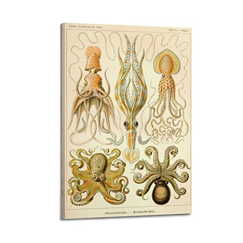 JAHER Ernst Haeckel Gemälde Kunstwerke - (Octopus Biology) Druckposter Kunstdruck Wand Foto Farbe Hängendes Bild Familie Schlafzimmer Dekor Geschenk 30 x 45 cm von JAHER