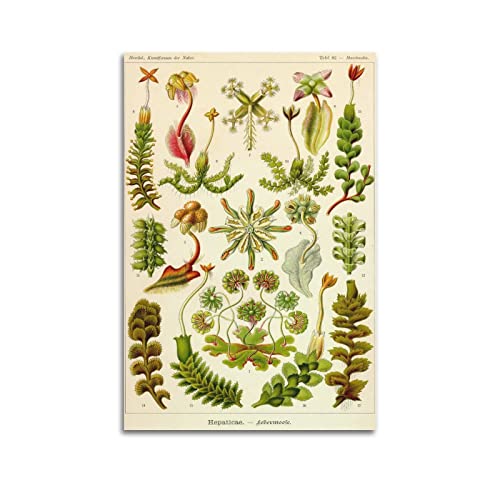 JAHER Ernst Haeckel Gemälde Kunstwerke (Pflanzen) Druckposter Wandkunst Gemälde Leinwand Geschenk Wohnzimmer Drucke Schlafzimmer Dekor Kunstwerke 60 x 90 cm von JAHER