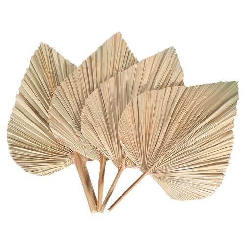 JANZU 4 StüCke Getrocknete Palm BläTter Getrocknete FäCher BöHmische Getrocknete Palmspeere KüNstliche Pflanzen Palm BläTter Tropische Palm BläTter JANZU 4 StüCke Getrocknete Palm BläTter Getrocknete FäCher BöHmische Getrocknete Palmspeere KüNstliche Pflanzen Palm BläTter Tropische Palm BläTter von JANZU