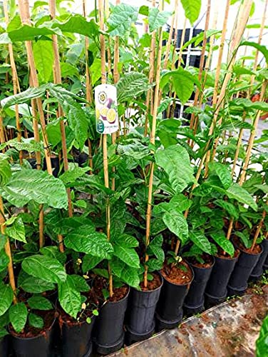 1 schoen Kletterpflanze, Maracuja essbar - Passiflora ca. 145-160 cm hoch von JARDINES DE JARAVIA