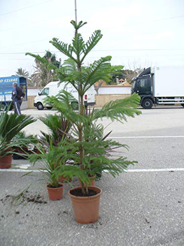 Araucaria Baum * Schmucktanne ca. 120-140 cm von JARDINES DE JARAVIA