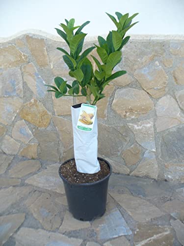 Citrus medica Baum, Digitata - Buddhas-Hand, Zitronatszitrone, Zitronat Zitrone von JARDINES DE JARAVIA