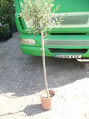 Echter Olivenbaum, Olea europaea, ein Baum ca. 130-150 cm hoch von JARDINES DE JARAVIA