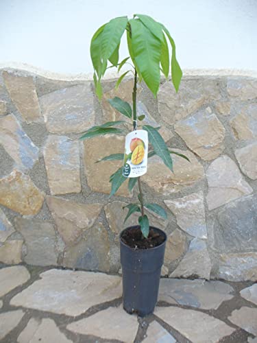 Echter veredelter Mangobaum -Mangifera indica, Mangopflanze ca. 100-120 cm von JARDINES DE JARAVIA