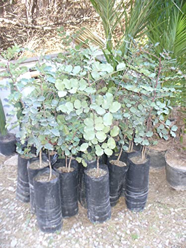 Ein junger Johannisbrotbaum (Ceratonia siliqua) ca. 100cm incl. Topf/Beutel von JARDINES DE JARAVIA