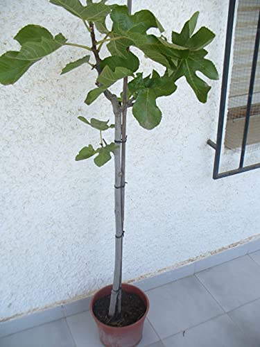 Ficus carica - Echte Feige, ein schoener Baum ca. 130-150 cm hoch von JARDINES DE JARAVIA