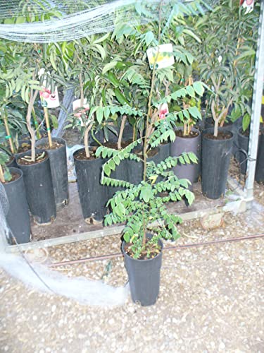 Sternfruchtbaum, (Averrhoa carambola), Karambole, Karambola oder Carambola / ein junger Baum von JARDINES DE JARAVIA