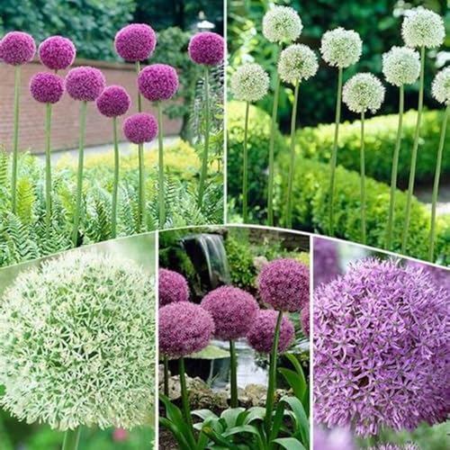 Allium Knollen,winterharte pflanzen,Sie haben ein gutes Seherlebnis,allium giganteum knollen,allium globemaster,allium prime(nicht künstlich,kältebeständig)-15zwiebeln-K von JASNDH