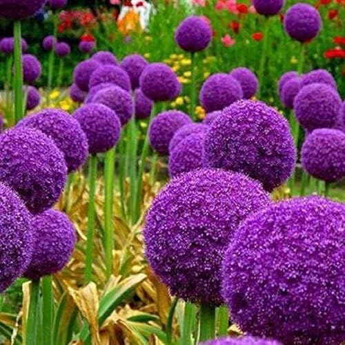 Allium Knollen,winterharte pflanzen,Sie haben ein gutes Seherlebnis,allium giganteum knollen,allium globemaster,allium prime(nicht künstlich,kältebeständig)-5zwiebeln-A von JASNDH