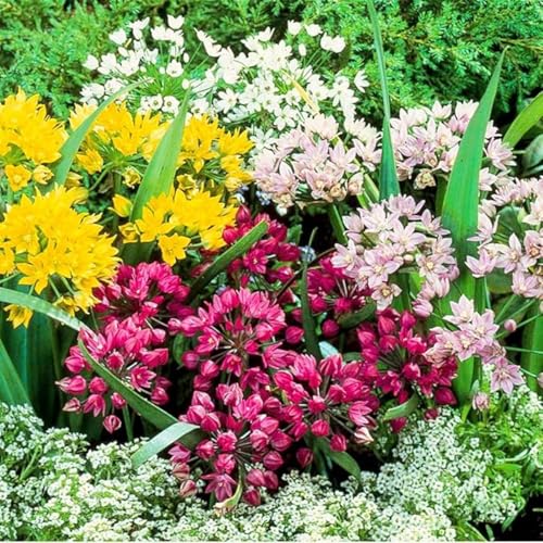 Allium Knollen,winterharte pflanzen,Sie haben ein gutes Seherlebnis,allium giganteum knollen,allium globemaster,allium prime(nicht künstlich,kältebeständig)-5zwiebeln-G von JASNDH