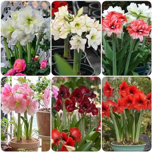 Amaryllis,Winterharte,Seltene Winterhart Seltene Winterhart MehrjäHrig Schönes Bepflanzen von Staudengärten,amaryllis winterhart Mehrjährig.-1Wurzel-F Amaryllis,Winterharte,Seltene Winterhart Seltene Winterhart MehrjäHrig Schönes Bepflanzen von Staudengärten,amaryllis winterhart Mehrjährig.-1Wurzel-F von JASNDH