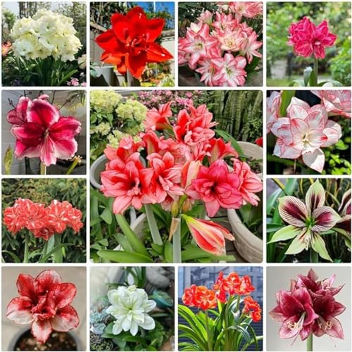 Amaryllis,Winterharte,Seltene Winterhart Seltene Winterhart MehrjäHrig Schönes Bepflanzen von Staudengärten,amaryllis winterhart Mehrjährig.-1Wurzel-N von JASNDH