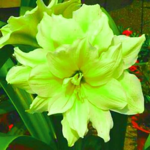 Amaryllis,Winterharte,Seltene Winterhart Seltene Winterhart MehrjäHrig Schönes Bepflanzen von Staudengärten,amaryllis winterhart Mehrjährig.-2Wurzel-E Amaryllis,Winterharte,Seltene Winterhart Seltene Winterhart MehrjäHrig Schönes Bepflanzen von Staudengärten,amaryllis winterhart Mehrjährig.-2Wurzel-E von JASNDH