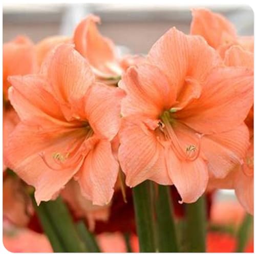 Amaryllis,Winterharte,Seltene Winterhart Seltene Winterhart MehrjäHrig Schönes Bepflanzen von Staudengärten,amaryllis winterhart Mehrjährig.-2Wurzel-I Amaryllis,Winterharte,Seltene Winterhart Seltene Winterhart MehrjäHrig Schönes Bepflanzen von Staudengärten,amaryllis winterhart Mehrjährig.-2Wurzel-I von JASNDH