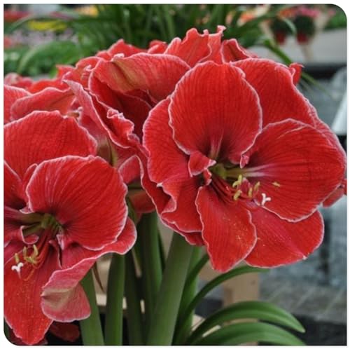 Amaryllis,Winterharte,Seltene Winterhart Seltene Winterhart MehrjäHrig Schönes Bepflanzen von Staudengärten,amaryllis winterhart Mehrjährig.-5Wurzel-O Amaryllis,Winterharte,Seltene Winterhart Seltene Winterhart MehrjäHrig Schönes Bepflanzen von Staudengärten,amaryllis winterhart Mehrjährig.-5Wurzel-O von JASNDH