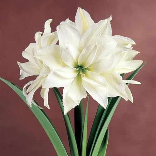 Amaryllis Knollen,Winterharte,amaryllis papilio,amaryllis picotee,amaryllis pflanze winterhart Mehrjährig,amaryllis kaufen.-1zwiebel-K Amaryllis Knollen,Winterharte,amaryllis papilio,amaryllis picotee,amaryllis pflanze winterhart Mehrjährig,amaryllis kaufen.-1zwiebel-K von JASNDH