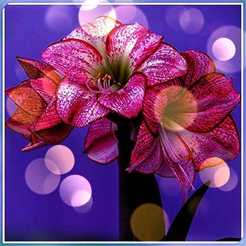 Amaryllis Knollen,Winterharte,amaryllis papilio,amaryllis picotee,amaryllis pflanze winterhart Mehrjährig,amaryllis kaufen.-2zwiebel-B Amaryllis Knollen,Winterharte,amaryllis papilio,amaryllis picotee,amaryllis pflanze winterhart Mehrjährig,amaryllis kaufen.-2zwiebel-B von JASNDH