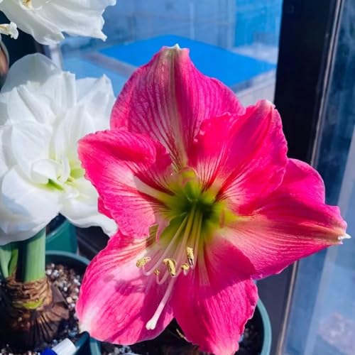 Amaryllis Knollen,Winterharte,amaryllis papilio,amaryllis picotee,amaryllis pflanze winterhart Mehrjährig,amaryllis kaufen.-4zwiebel-J Amaryllis Knollen,Winterharte,amaryllis papilio,amaryllis picotee,amaryllis pflanze winterhart Mehrjährig,amaryllis kaufen.-4zwiebel-J von JASNDH