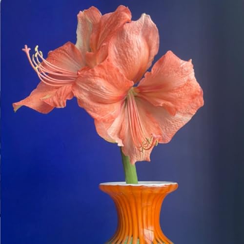 Amaryllis Knollen,Winterharte,amaryllis papilio,amaryllis picotee,amaryllis zimmerpflanzen,Amaryllis pflanze winterhart Mehrjährig,amaryllis kaufen.-1Weinreben pflanzen-J Amaryllis Knollen,Winterharte,amaryllis papilio,amaryllis picotee,amaryllis zimmerpflanzen,Amaryllis pflanze winterhart Mehrjährig,amaryllis kaufen.-1Weinreben pflanzen-J von JASNDH