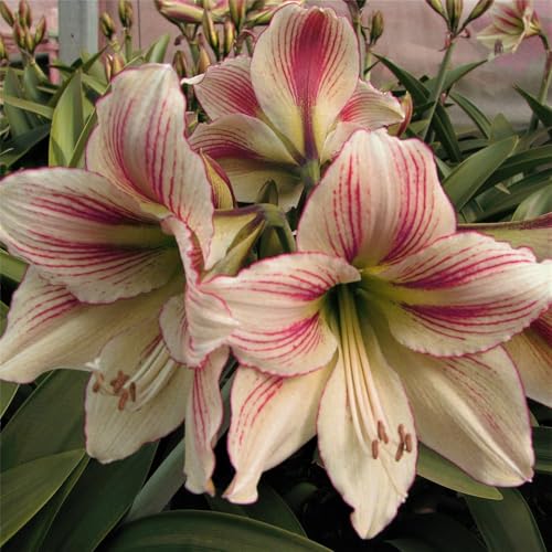 Amaryllis Knollen,Winterharte,amaryllis papilio,amaryllis picotee,amaryllis zimmerpflanzen,Amaryllis pflanze winterhart Mehrjährig,amaryllis kaufen.-3Weinreben pflanzen-L Amaryllis Knollen,Winterharte,amaryllis papilio,amaryllis picotee,amaryllis zimmerpflanzen,Amaryllis pflanze winterhart Mehrjährig,amaryllis kaufen.-3Weinreben pflanzen-L von JASNDH